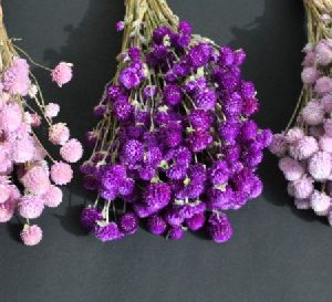 Dried Gomphrena Globosa