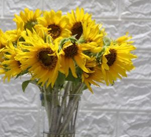 Sunflowers Bunch