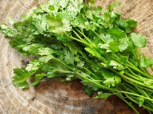 Fresh Coriander Leaves