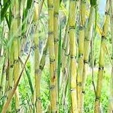 85 psugarcane