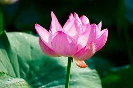 pink lotus oil