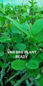 VNR bihi guava plant