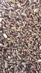 black wheat