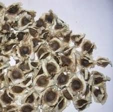 Moringa Seeds