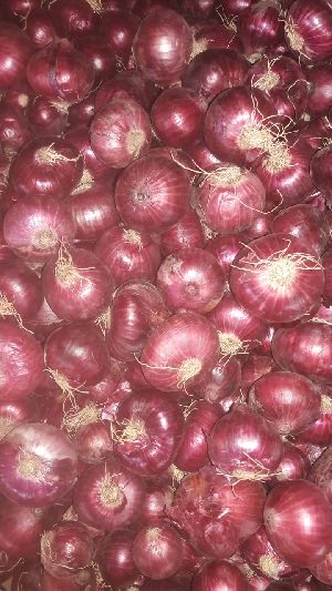 Bangalore Red Onions