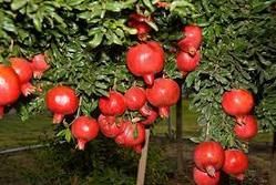 Pomegranate Plant Growth Regulator