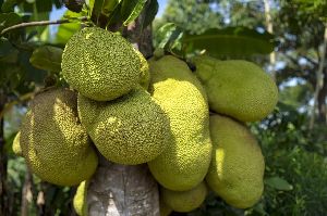 Hybrid Jackfruit plant