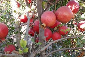 Tissue Culture Pomegranate Plants