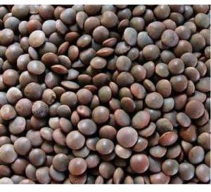 Black Masoor Dal