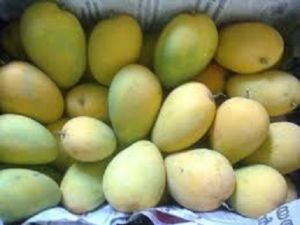 Mango Plants