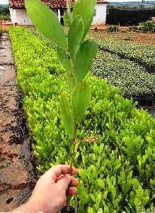 Acacia Angustissima Plant