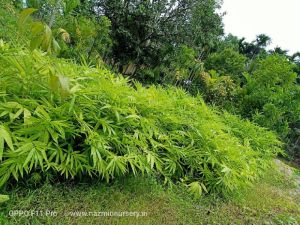 Boombusa Brandisi Plant