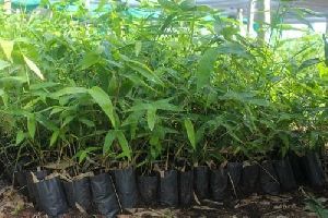 Boombusa Brandisi Plant