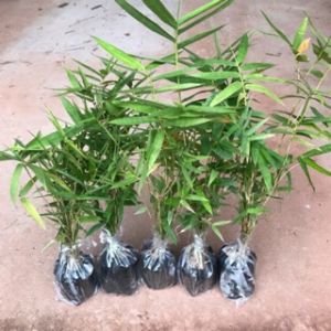 Dendrocalamus Oilverii Plant