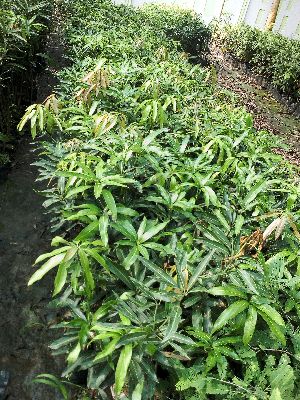 Desari Mango Grafted Plant