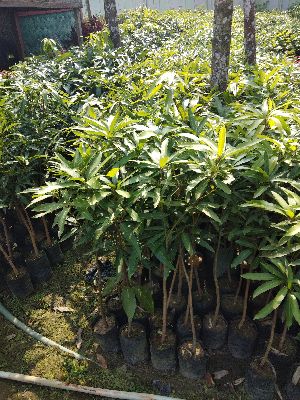 Desari Mango Grafted Plant