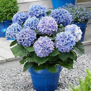 Greenspire hydrangea Plant