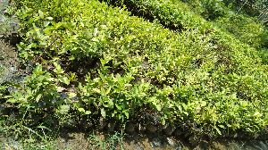 Guava L-49 Seedling