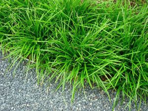 Japanese grass sedge