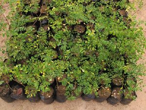 Moringa Plant