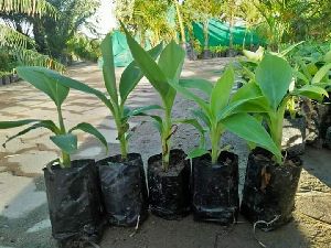 Nendran Banana Plant