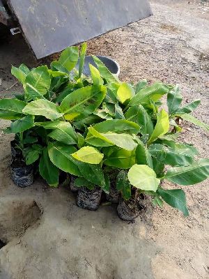 Nendran Banana Plant
