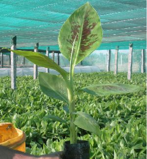Red Banana Plant