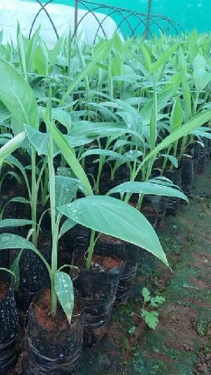 Red Banana Plant