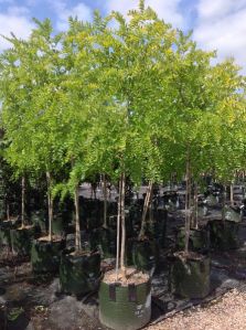 Robinia Pseudoacacia Plants