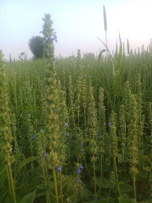 Organic Black Chia Seeds