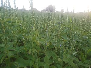 Organic Black Chia Seeds