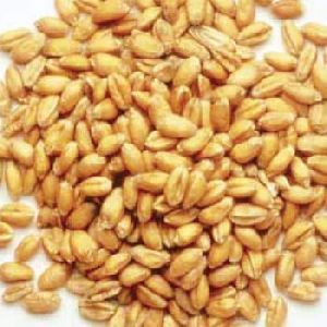 Dried Wheat Seeds