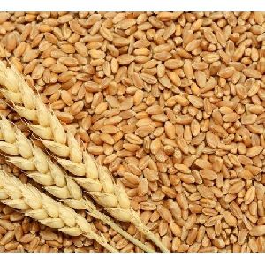 Durum Wheat Seeds