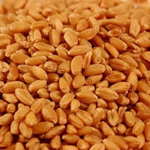 Hybrid Wheat Seeds