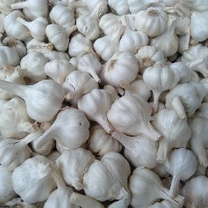 Fresh Garlic