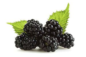 fresh blackberry