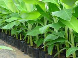 banana seedlings