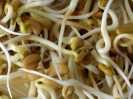 Fenugreek Sprouts