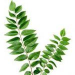 Curry Leaves