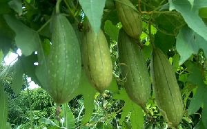 Fresh Ridge Gourd