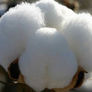 Raw Cotton