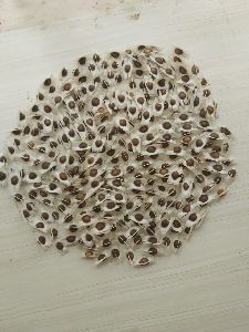 drumsticks seeds