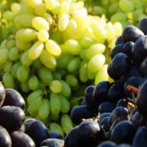 Fresh Grapes