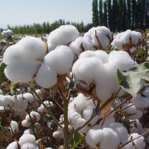 Raw Cotton