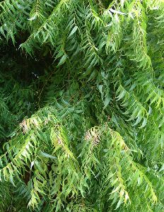 Neem Leaves