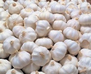 Fresh Garlic