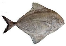 Black Pomfret Fish