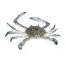 Blue Swimming Crab