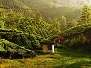 Best of Kerala Tour