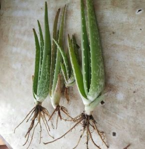 aloe vera baby plants